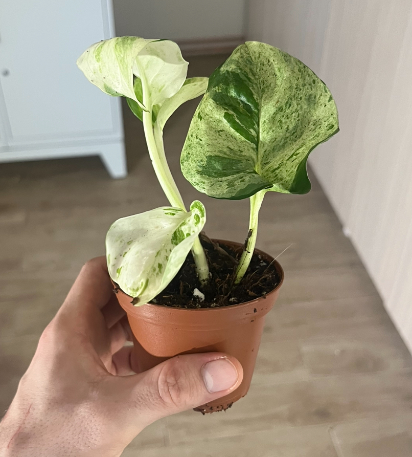 Epipremnum ‘Happy Leaf’